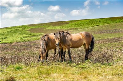 Ponys im Exmoor Nationalpark